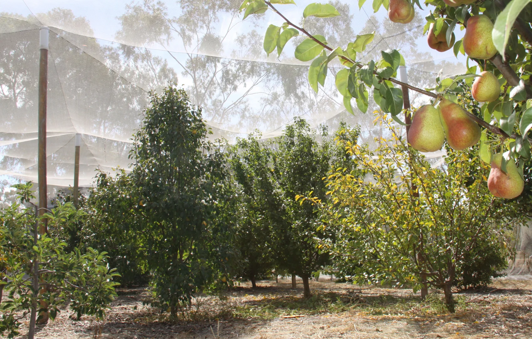 Additional image 23 of 93 Balmoral Road, Kalbeeba SA 5118