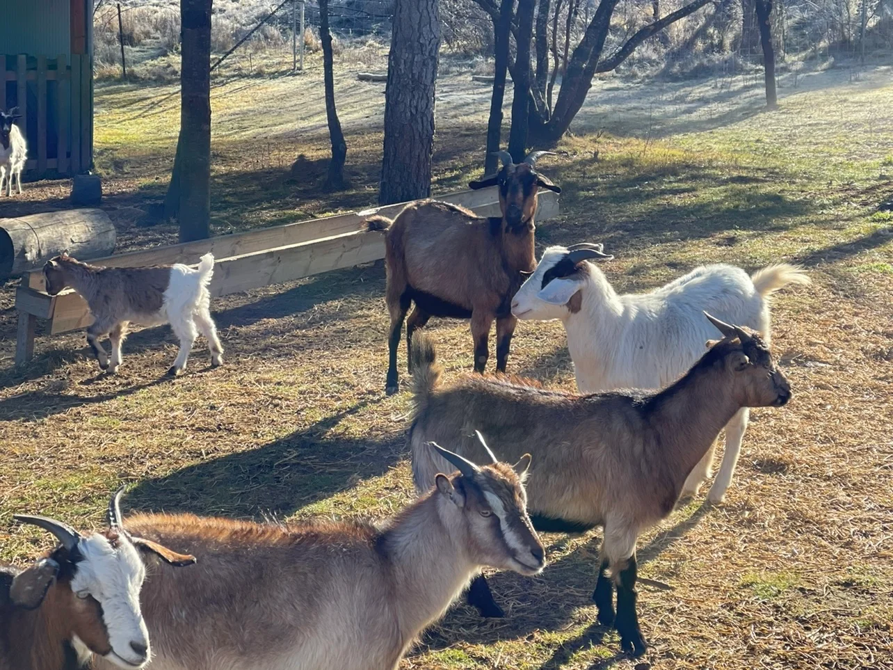 Additional image 33 of Tomboye NSW 2622