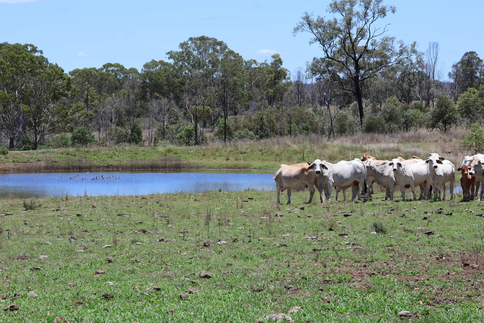 Additional image 9 of Lot 33, 34 & 35 Bilboolan Road, Mungy, Mount Perry QLD 4671