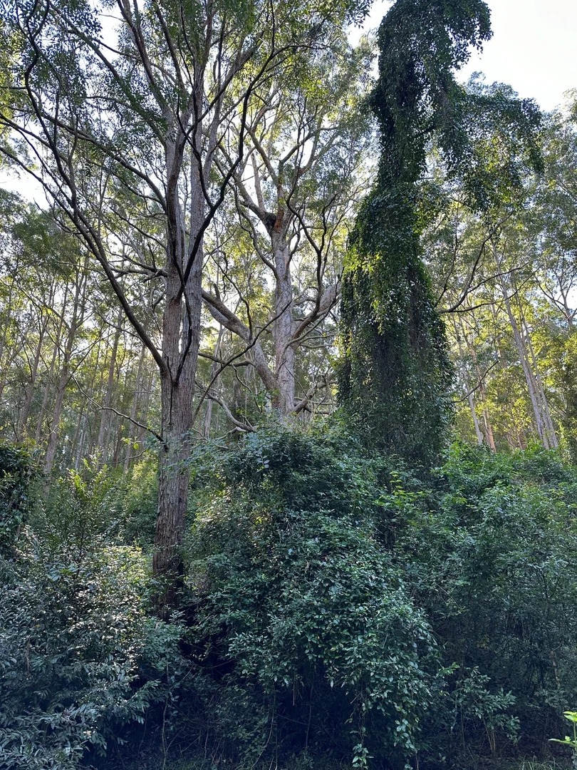 Additional image 25 of 129 Quartpot Creek Road, Dungog NSW 2420