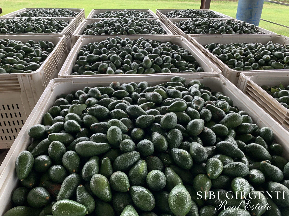 Additional image 21 of 1611 Mareeba-Dimbulah, Arriga QLD 4880