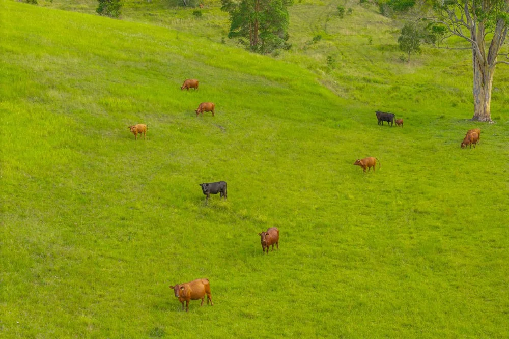 Additional image 23 of 7366 Oxley Highway, Mount Seaview NSW 2446