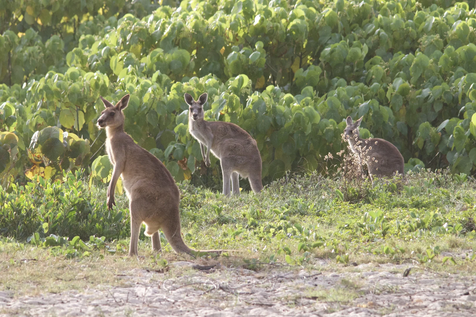 Additional image 10 of Lot 299 Bruce Highway, Friday Pocket QLD 4855