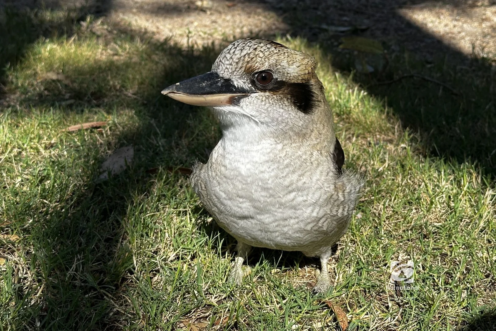 Additional image 9 of 30 Fourth Avenue, Raymond Island VIC 3880