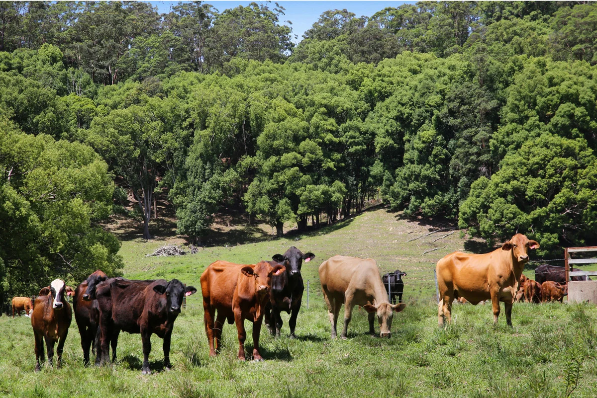 Additional image 6 of 1039 Currumbin Creek Road, Currumbin Valley QLD 4223