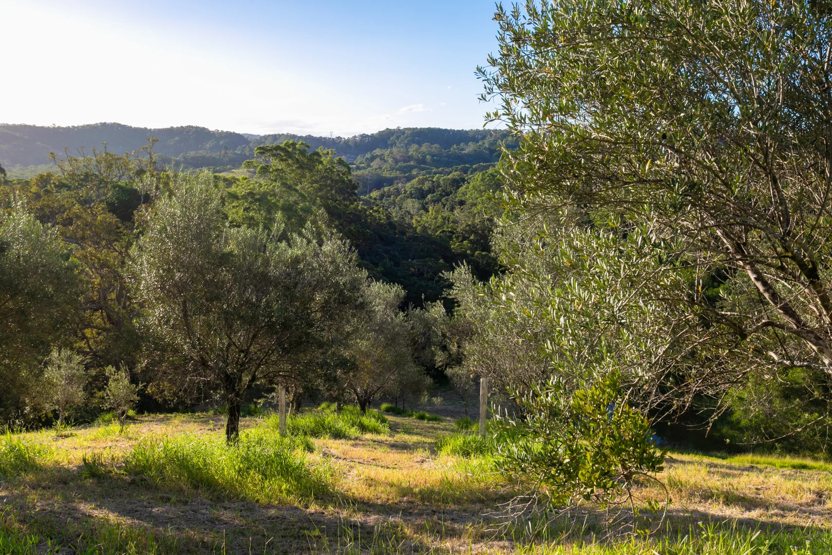 Additional image 20 of 42 Top Forestry Road, Ridgewood QLD 4563