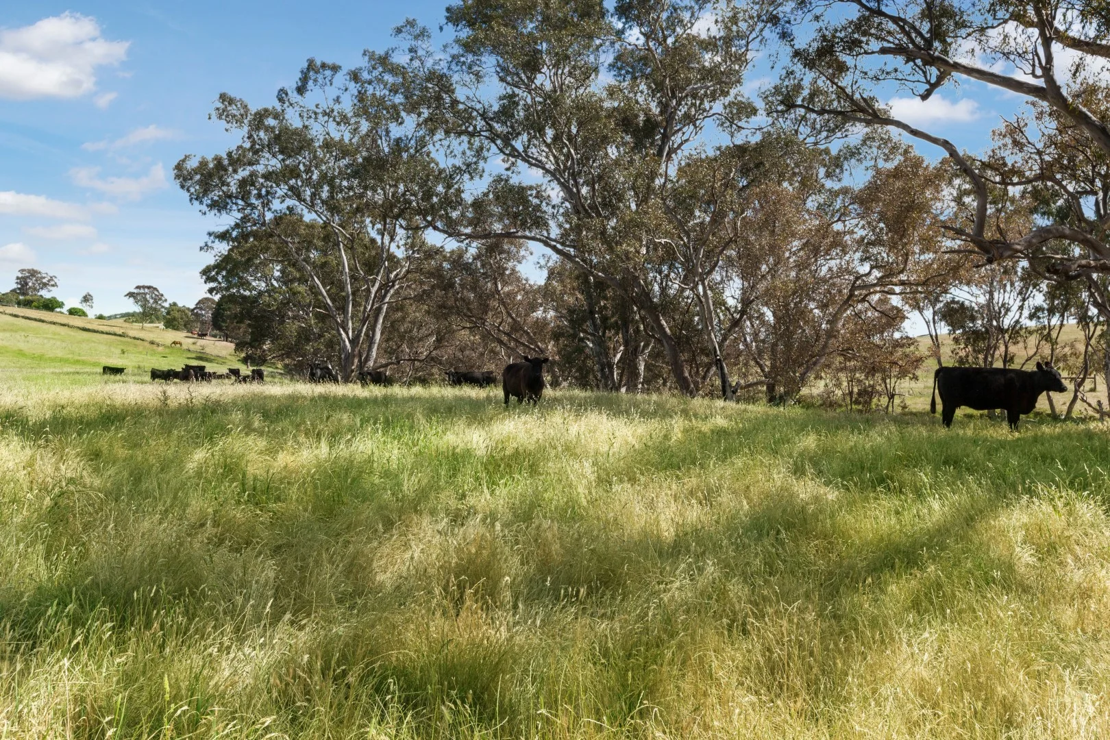 Additional image 7 of 745 Seymour Pyalong Road, Hilldene VIC 3660