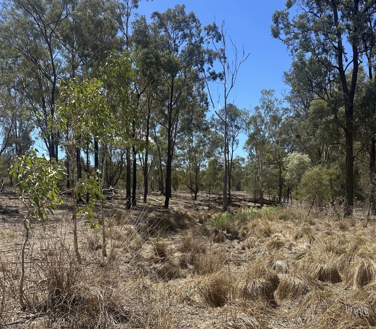 Additional image 8 of Mosquito Creek Road, Inglewood QLD 4387