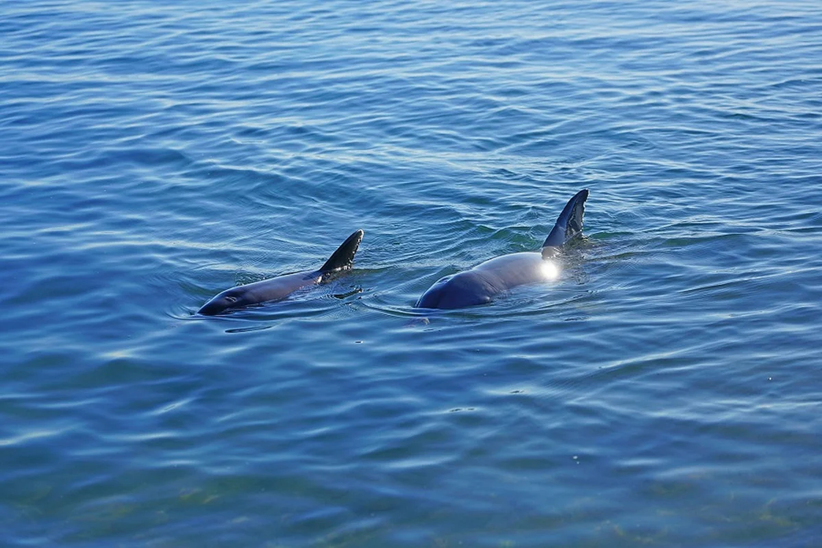 Additional image 2 of 1320/TBC Bolwarra Way, Dundowran Beach QLD 4655