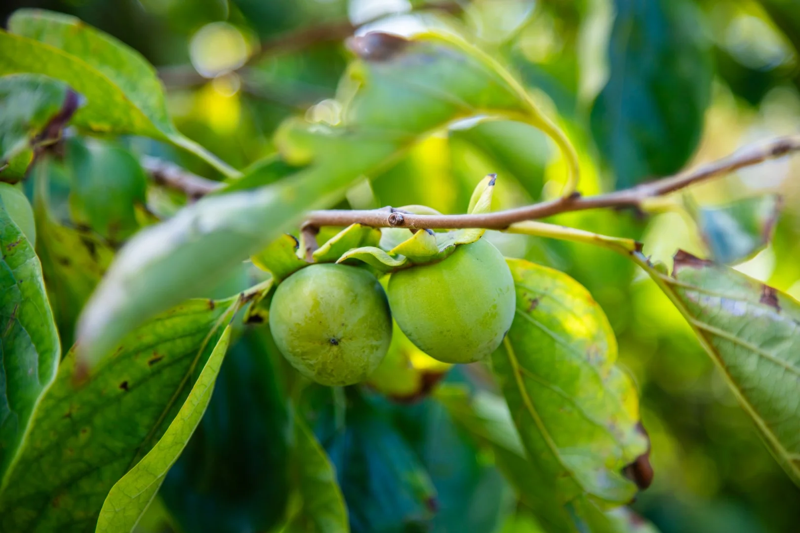 Additional image 20 of 290 Woods Hill Road, Ashton SA 5137