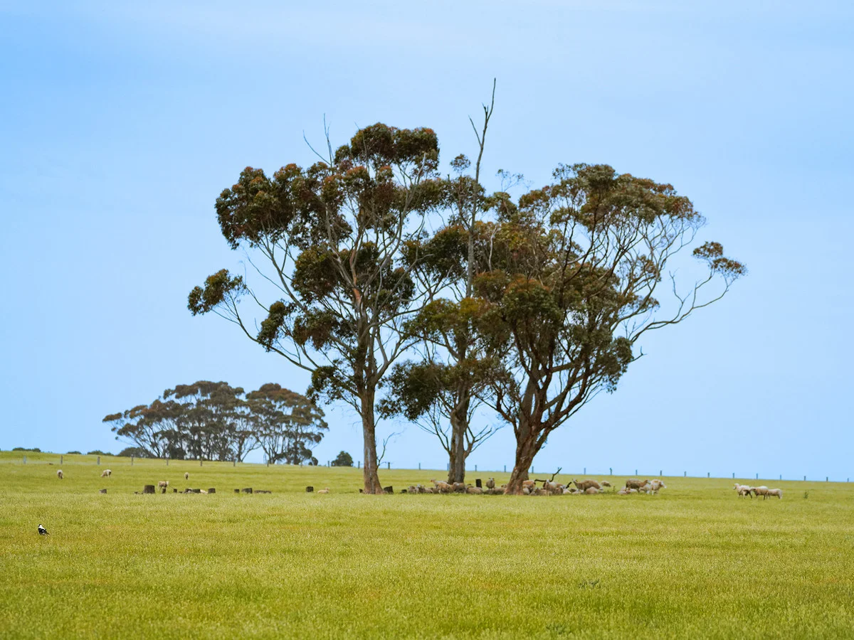 Additional image 20 of Huf's Back Lane, Warrayure VIC 3301