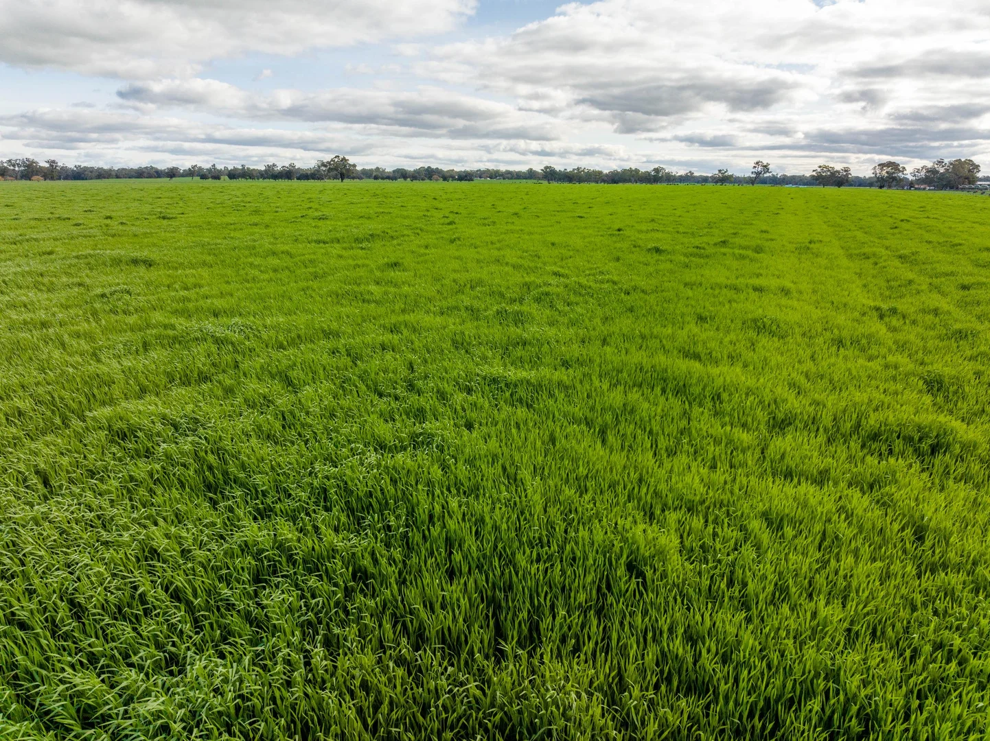 Additional image 7 of 1871 Old Narrandera Road, Euberta NSW 2650