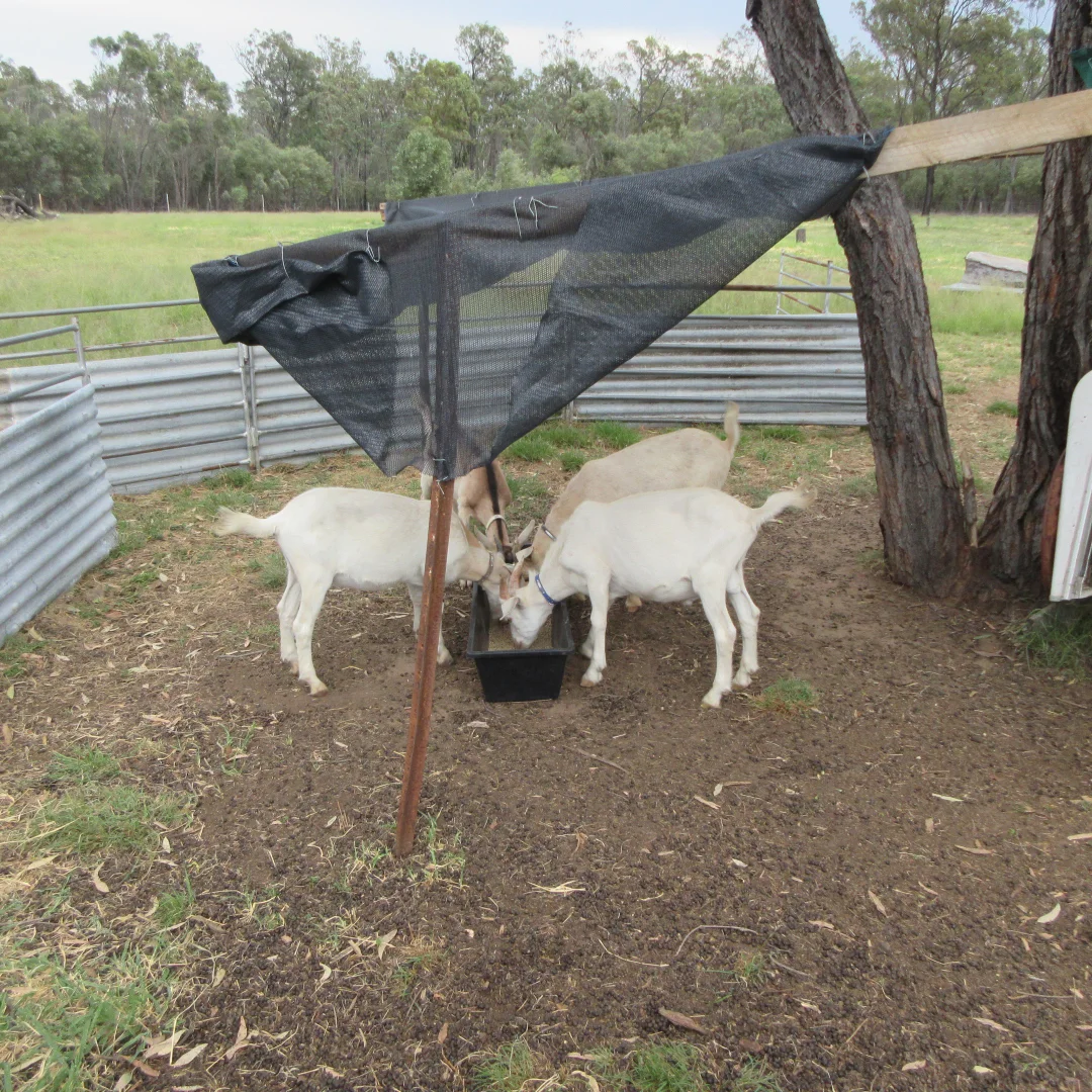 Additional image 8 of Tara QLD 4421