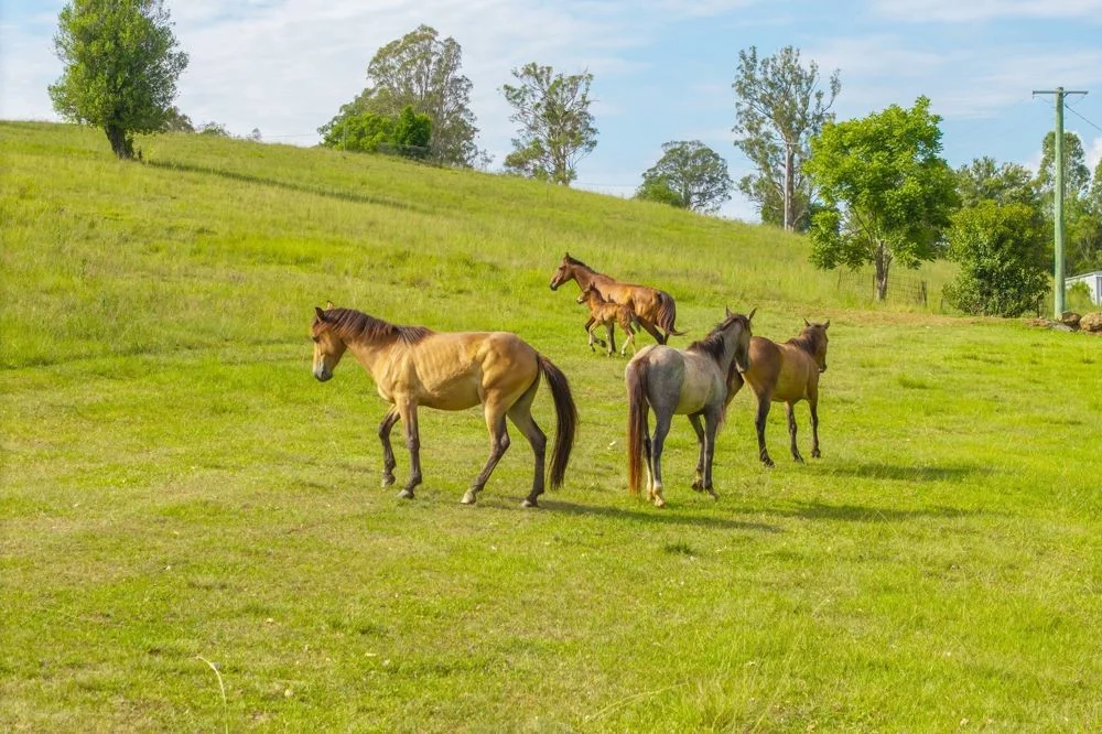 Additional image 26 of 7366 Oxley Highway, Mount Seaview NSW 2446