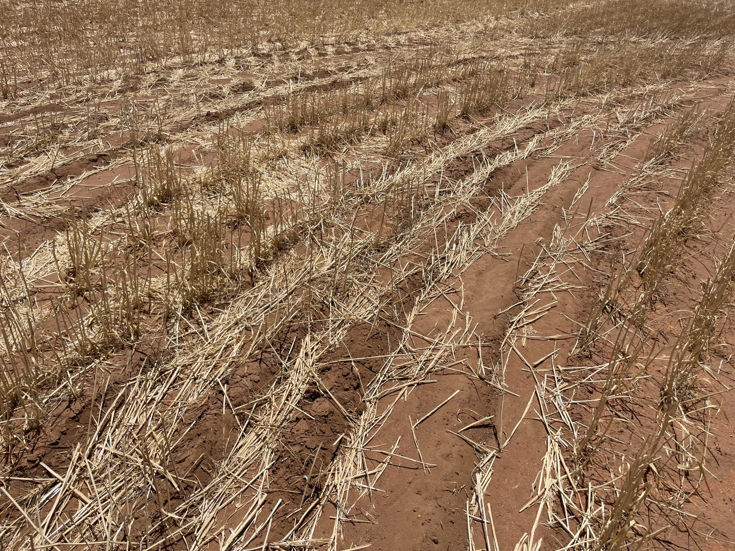 Additional image 27 of 'Anglea & Ryan Lots' 434 Robinvale-Sea Lake Road, Chinkapook VIC 3546