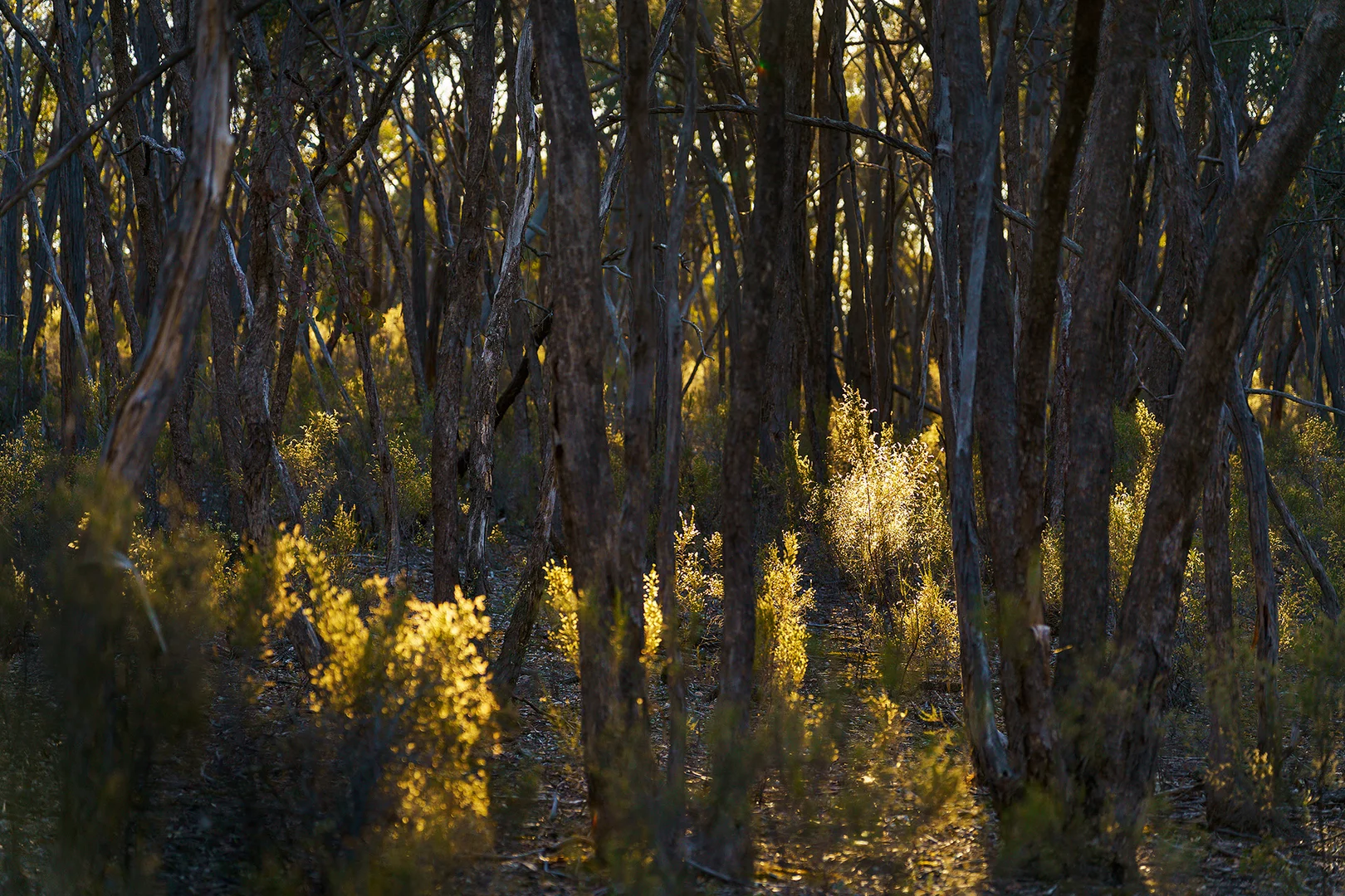 Additional image 6 of 141 Sinclairs Lane, Walmer VIC 3463