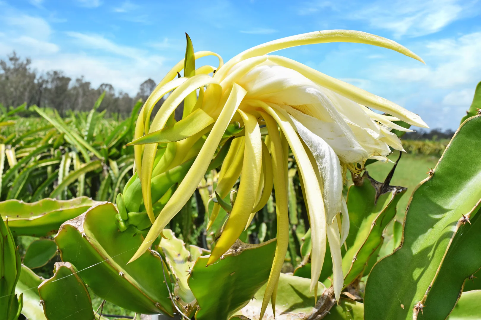 Additional image 19 of 126/288 Blowers Road, Munna Creek QLD 4570