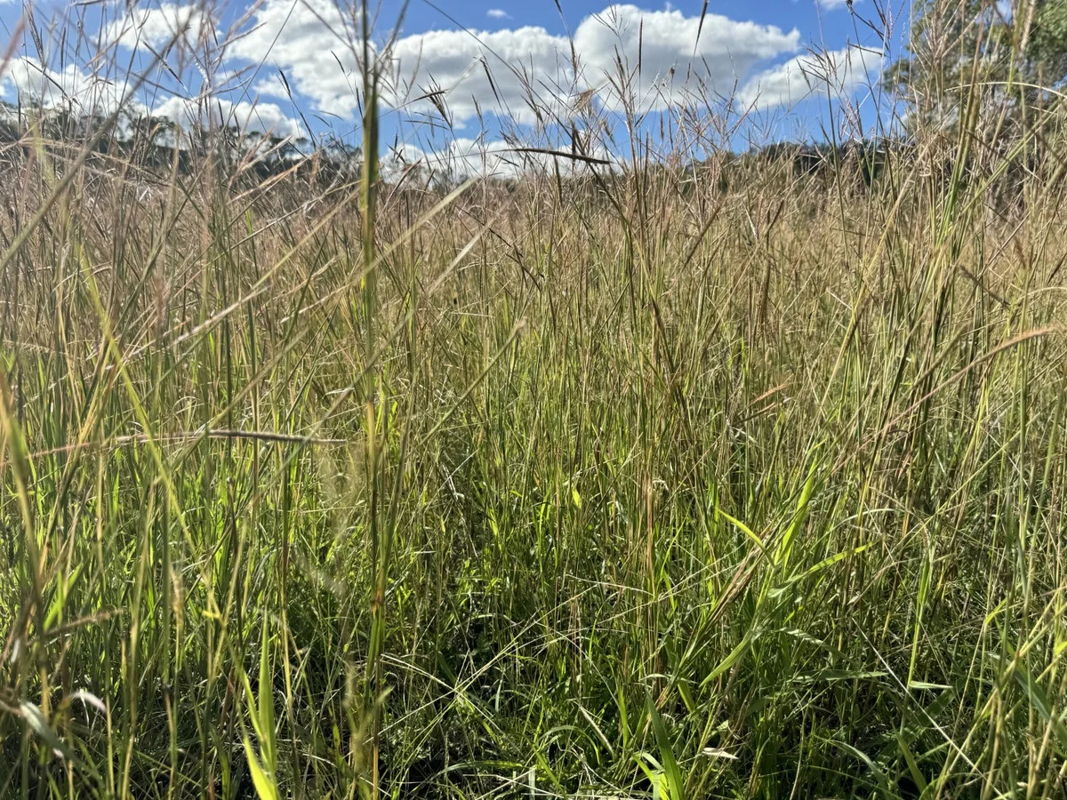 Additional image 12 of 186 Mungungo Creek Road, Monto QLD 4630