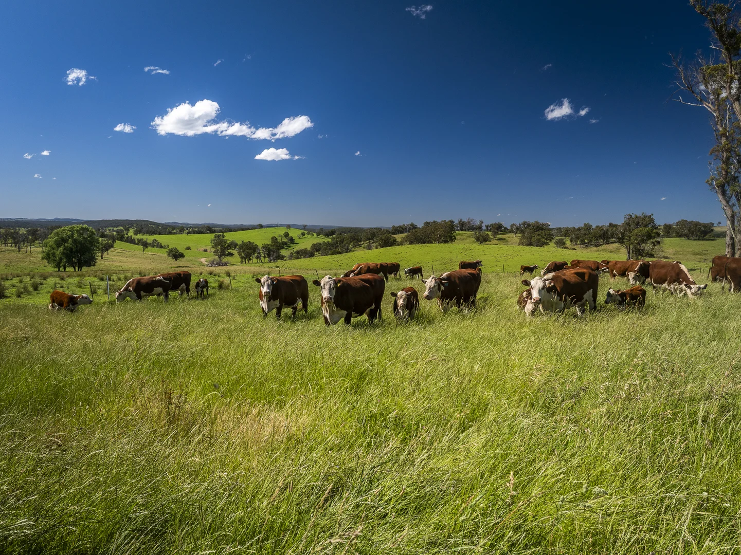 Additional image 21 of 338 Fishington Road, Wongwibinda NSW 2350