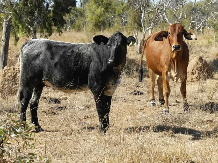 Additional image 22 of 6743 Dunrobin Road, Jericho QLD 4728