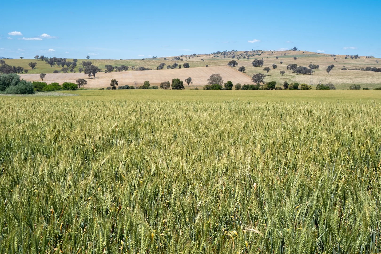 Additional image 26 of 3818 Lachlan Valley Way, Godfreys Creek NSW 2586