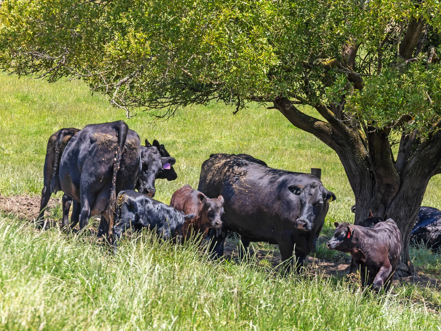 Additional image 9 of 15 Hankinson Court, Mirboo VIC 3871