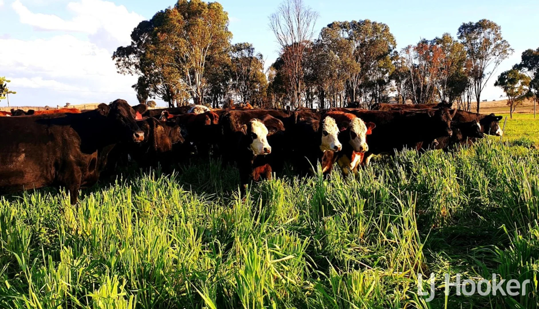 Additional image 17 of 557 Pindari Dam Road, Inverell NSW 2360