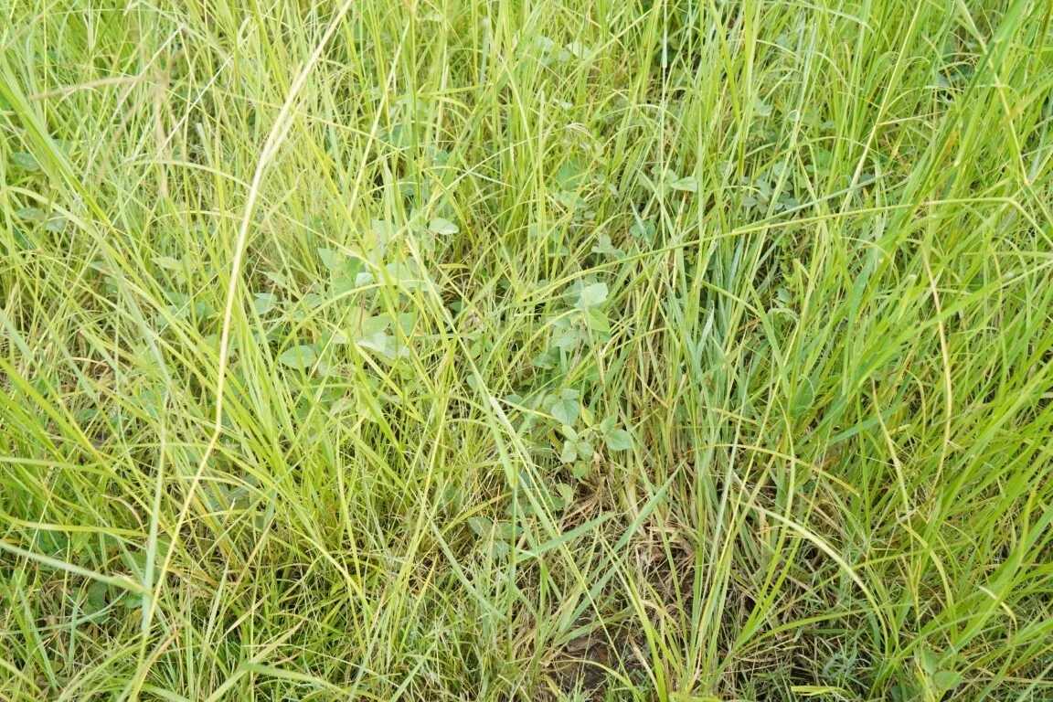 Additional image 35 of 1023 Iron Pot Creek Rd, Kyogle NSW 2474