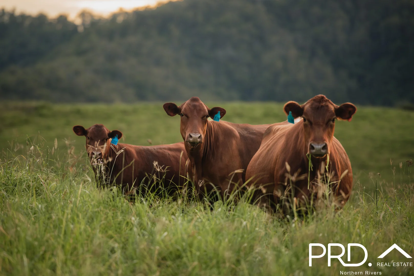 Additional image 13 of Lot 30, 46 Lynches Creek Road, Wiangaree NSW 2474