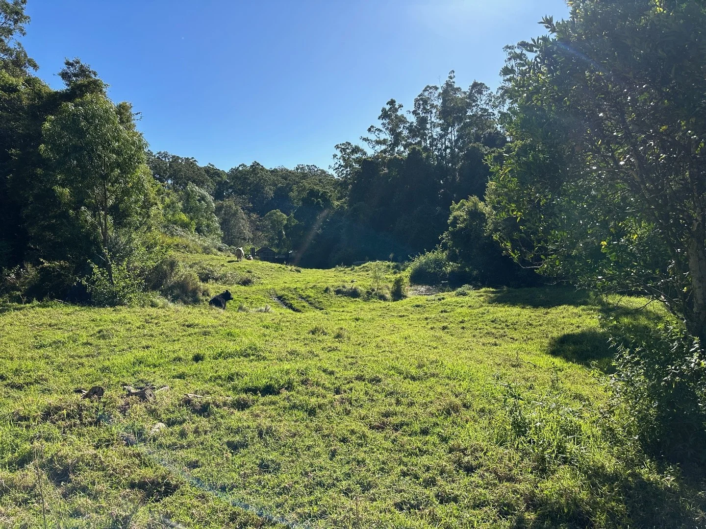 Additional image 4 of 129 Quartpot Creek Road, Dungog NSW 2420