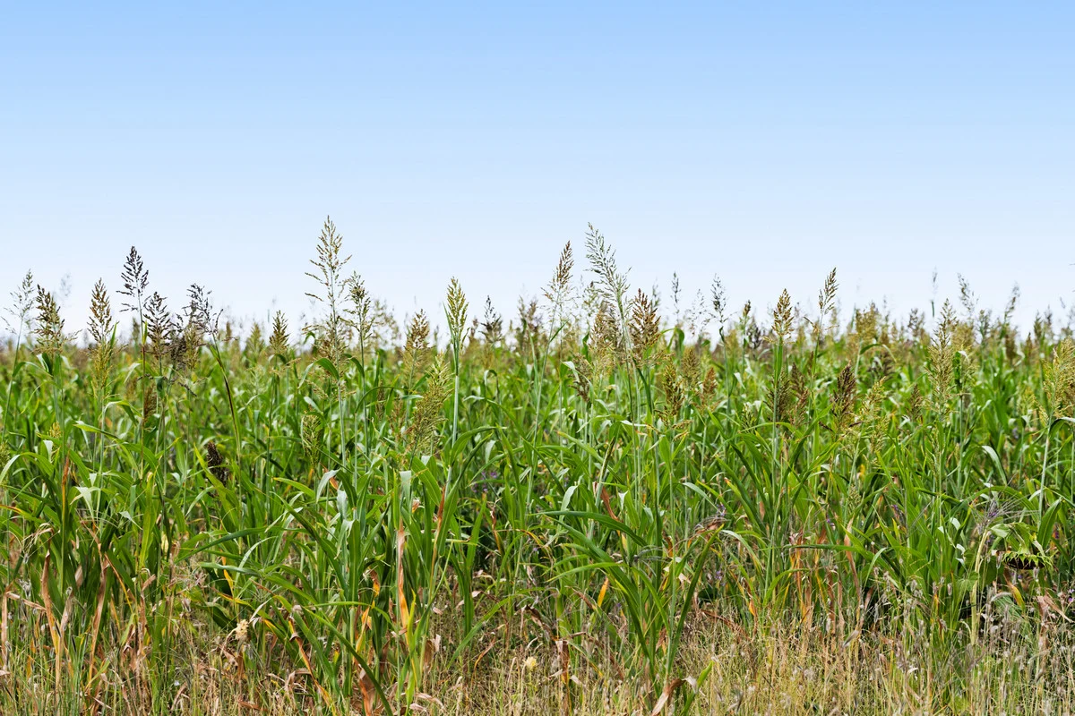 Additional image 21 of 141 Rickert Road, Kings Creek QLD 4361