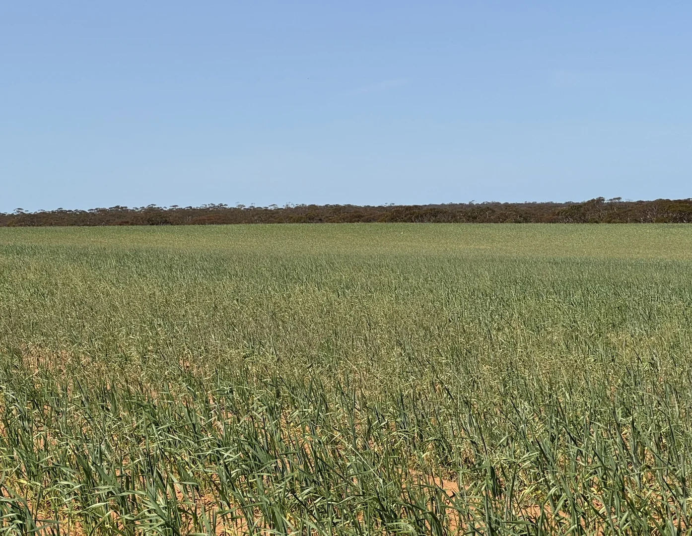 Additional image 6 of 1719 New Well Centre Road, New Well SA 5357