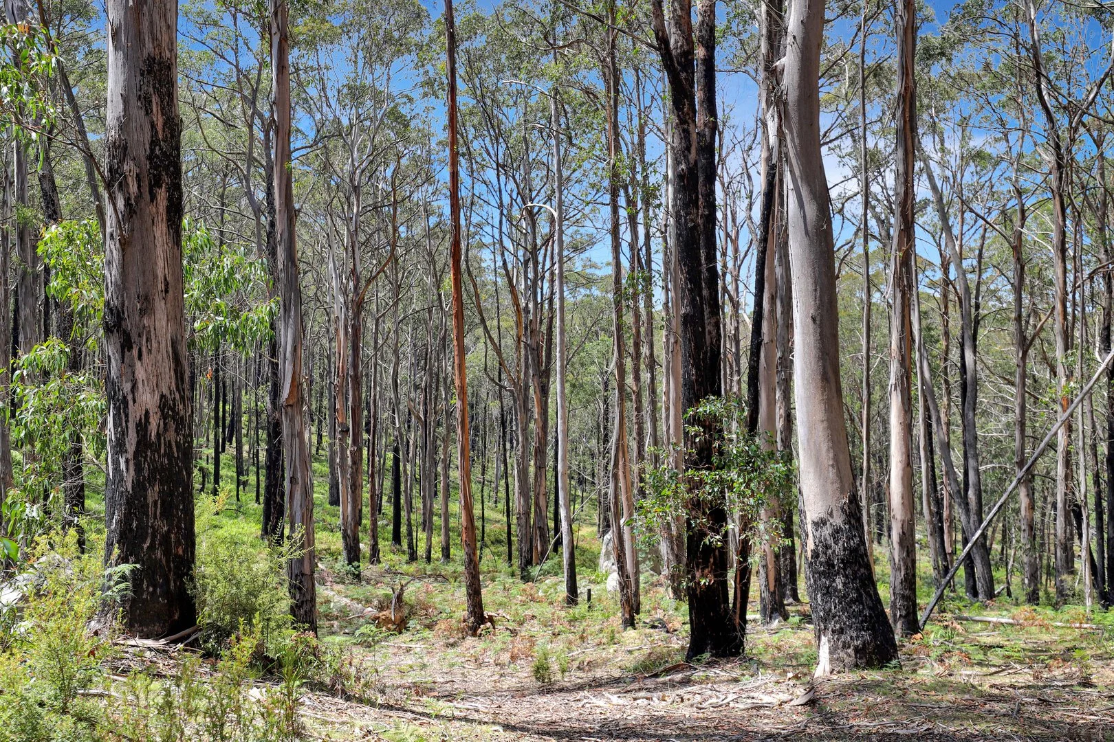 Additional image 15 of Lot 51 Tantawangalo Mountain Road, Cathcart NSW 2632