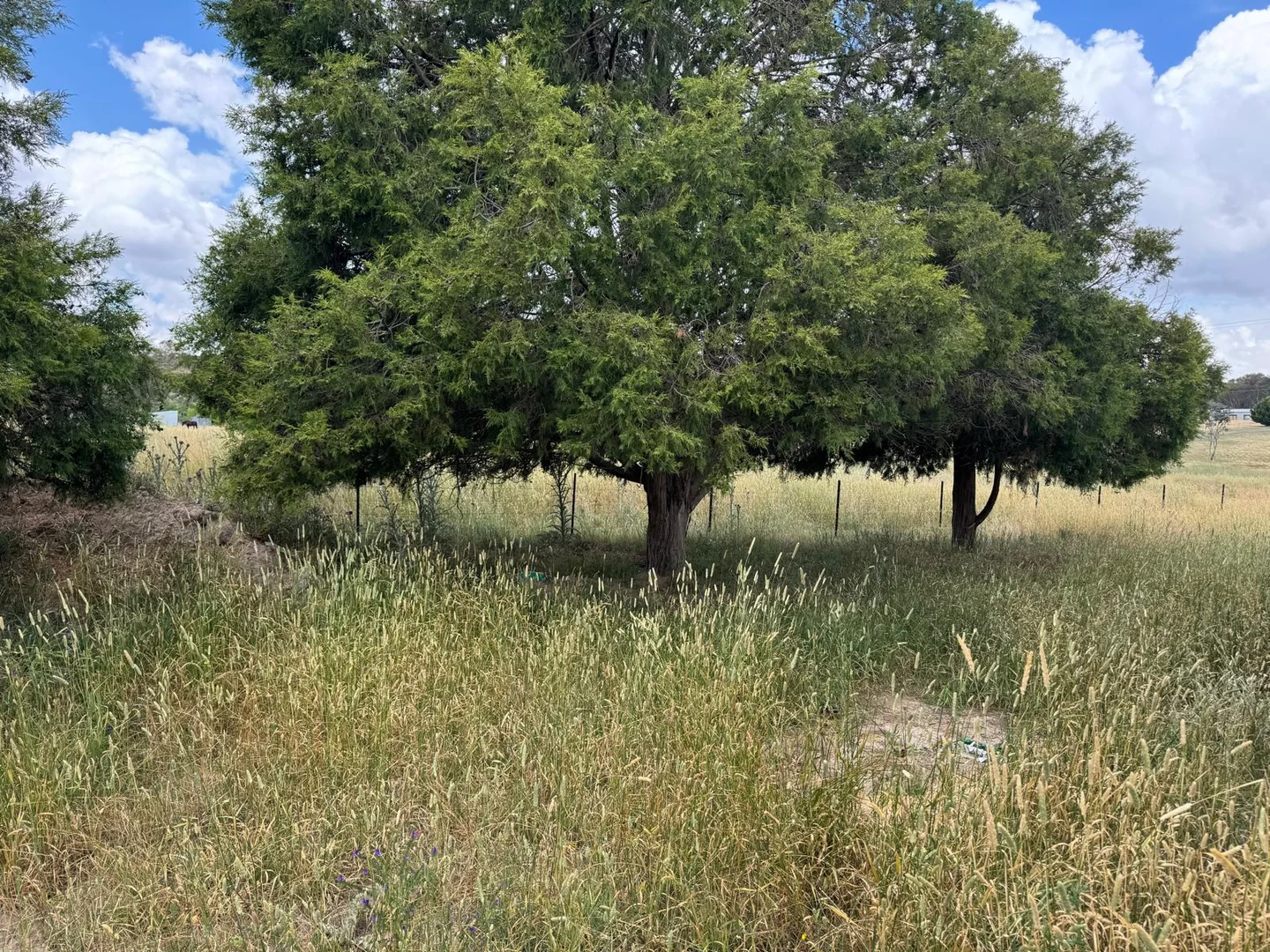 Additional image 4 of 30 Garryowen Road, Binalong NSW 2584