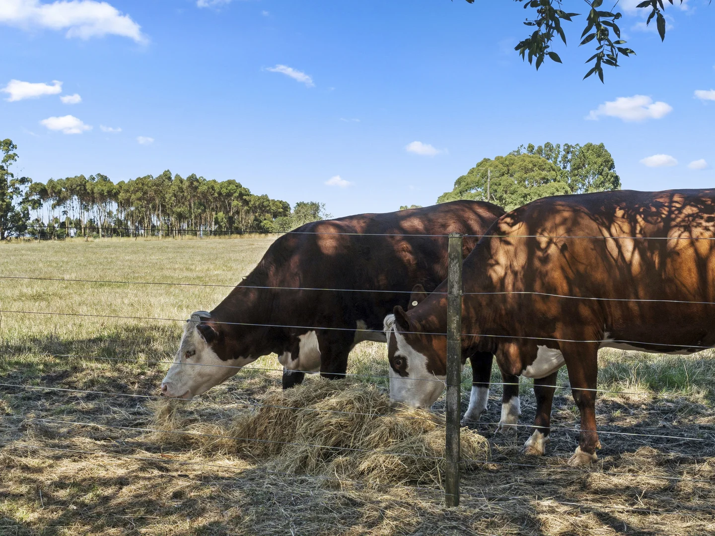 Additional image 20 of 1310 Colac - Forrest Road, Yeodene VIC 3249