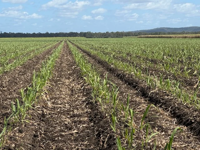 Additional image 5 of 218 Oats Road, Fredericksfield QLD 4806