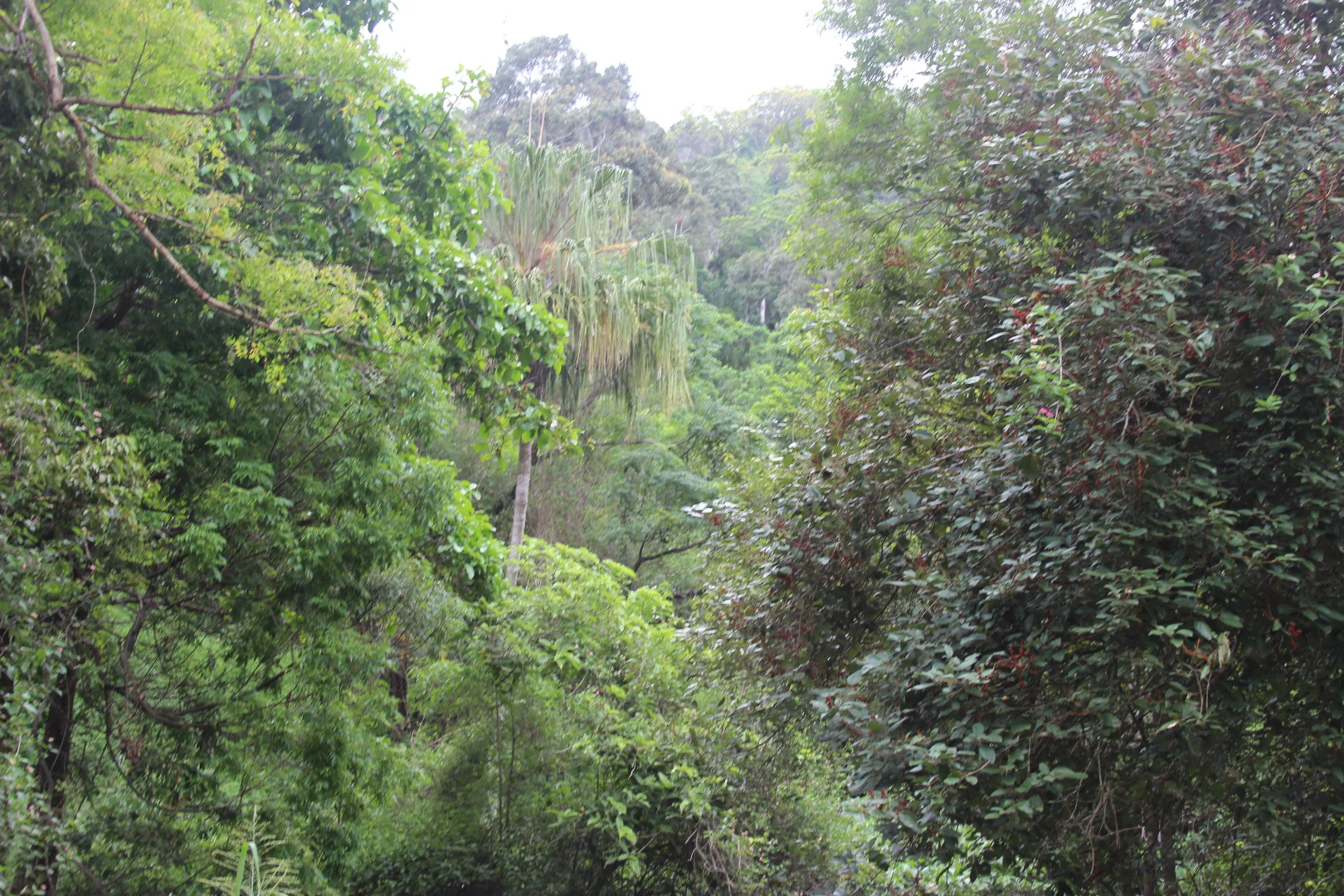 Additional image 19 of 1243 Yakapari-Seaforth Road, Mount Jukes QLD 4740