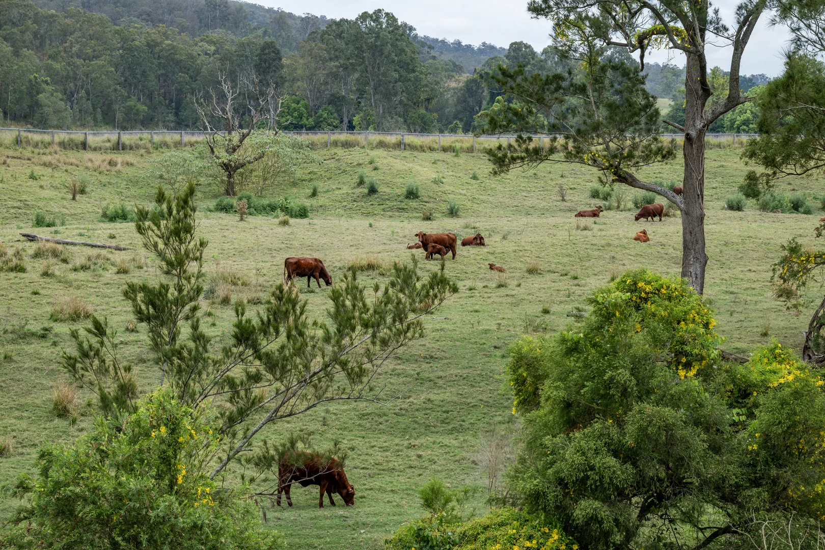 Additional image 37 of 2567 Beaudesert Nerang Road, Benobble QLD 4275