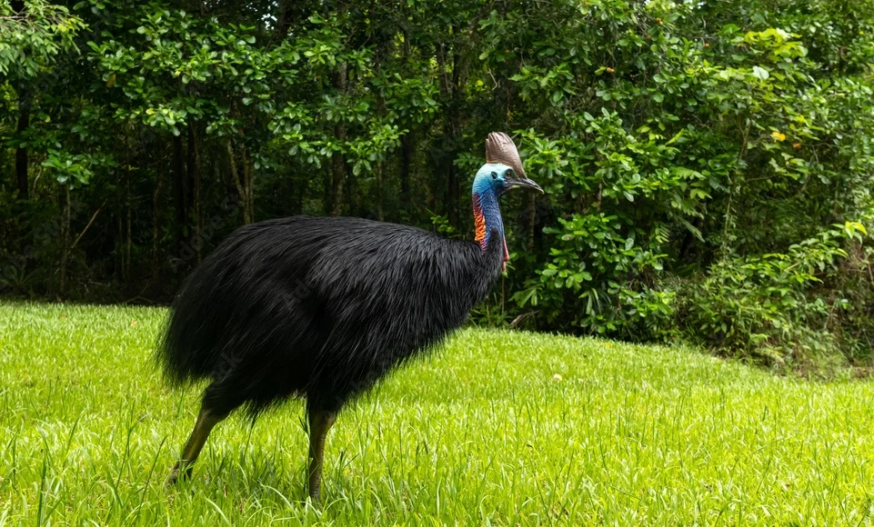 Additional image 16 of Lot 299 Bruce Highway, Friday Pocket QLD 4855