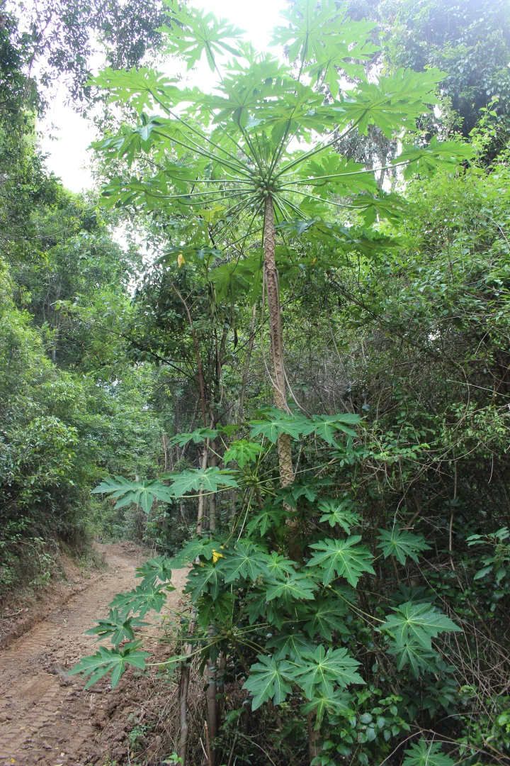 Additional image 20 of 1243 Yakapari-Seaforth Road, Mount Jukes QLD 4740