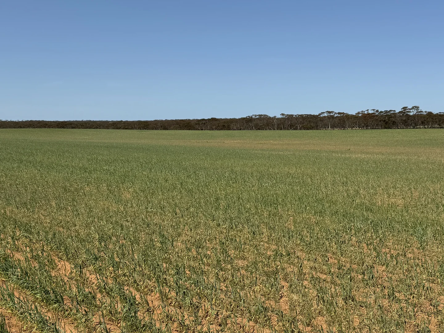 Additional image 5 of 1719 New Well Centre Road, New Well SA 5357