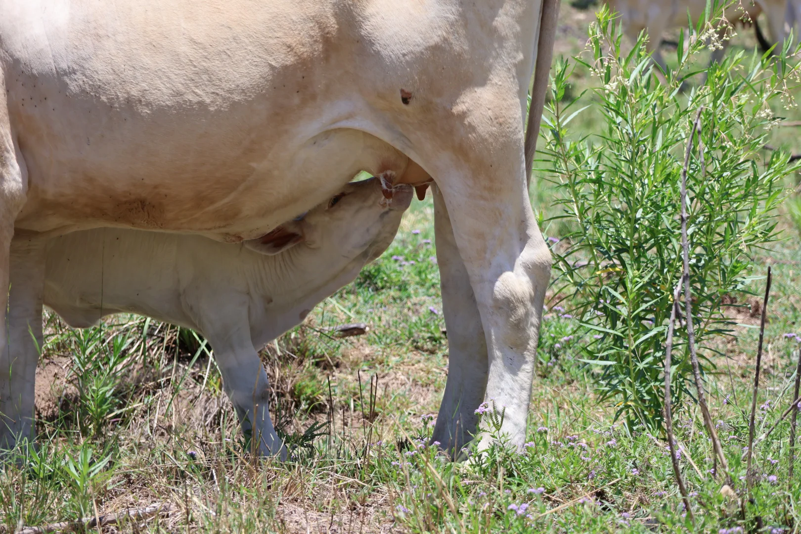 Additional image 16 of Lot 33, 34 & 35 Bilboolan Road, Mungy, Mount Perry QLD 4671