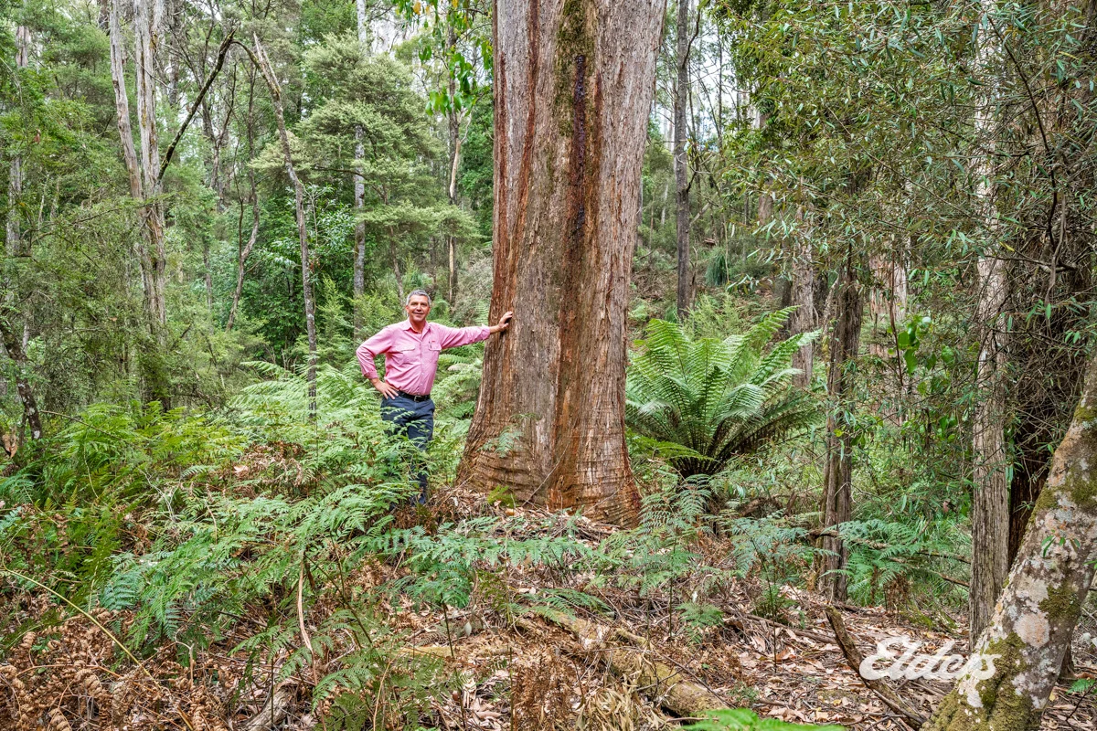 Additional image 16 of Faheys Lane, Irishtown TAS 7330