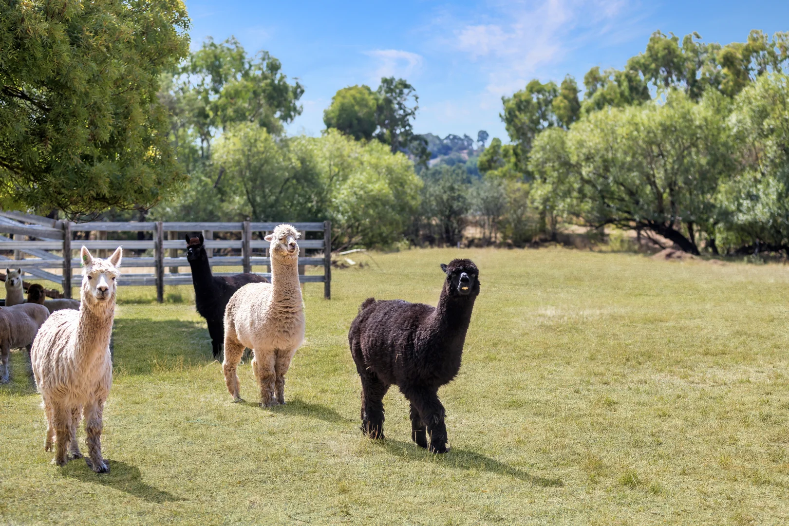 Additional image 21 of 323 Mt Buller Road, Mansfield VIC 3722