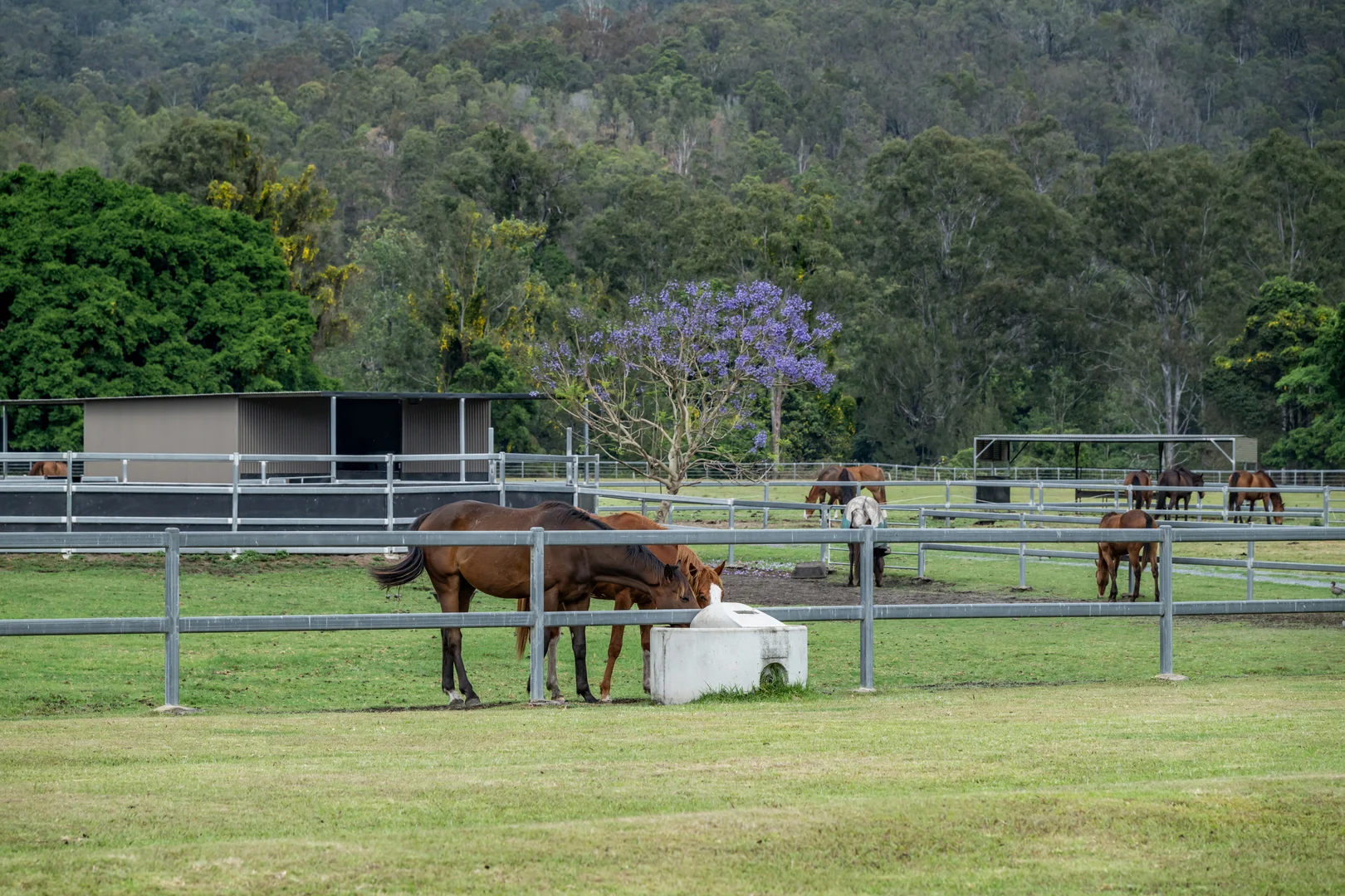 Additional image 26 of 2567 Beaudesert Nerang Road, Benobble QLD 4275
