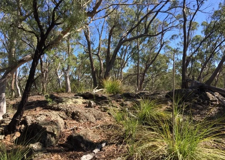 Additional image 15 of 243 Jacquet Road, Braidwood NSW 2622