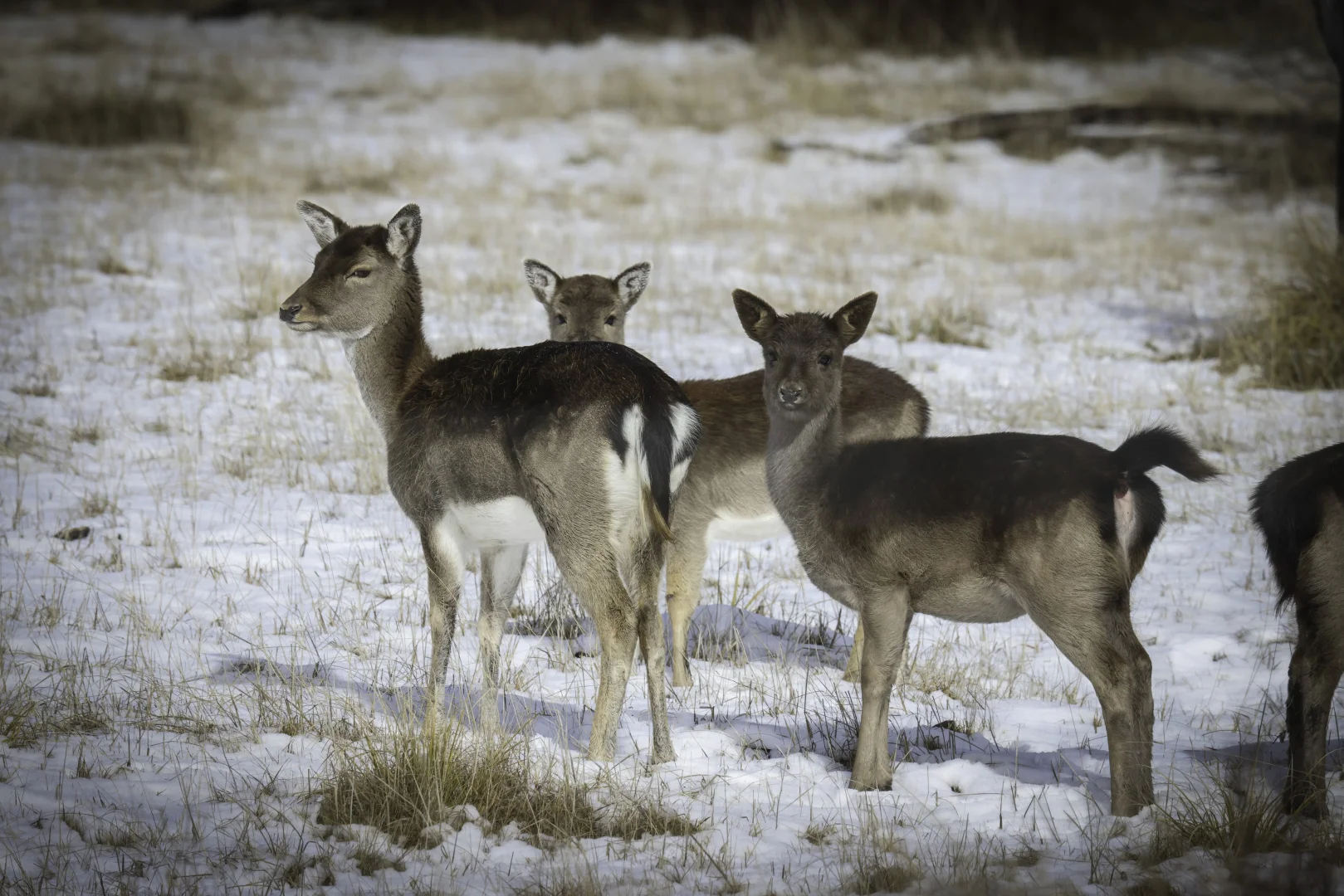 Additional image 12 of Bondilla 1638 Alpine Way, Crackenback NSW 2627