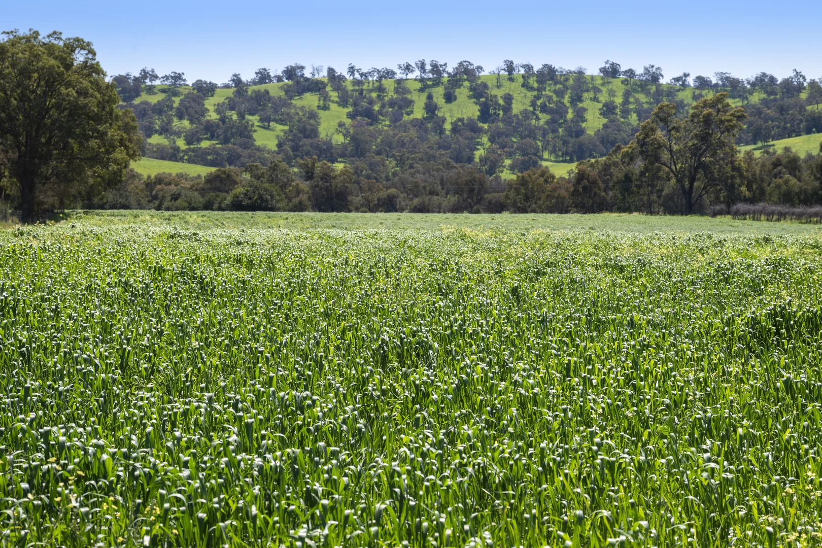 Additional image 13 of 54 Chittering Valley Road, Lower Chittering WA 6084