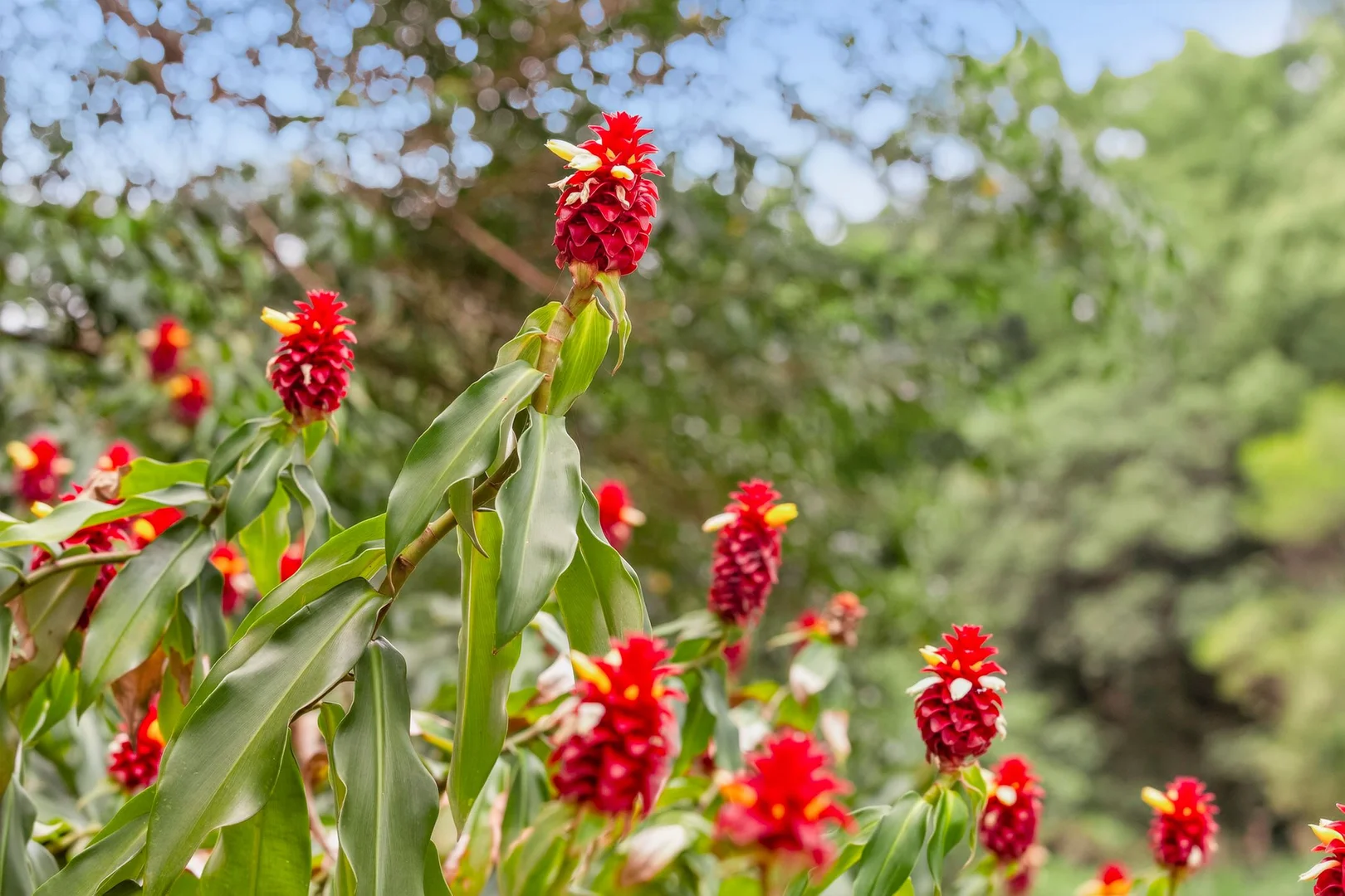 Additional image 28 of 319 Highlands Road, Eudlo QLD 4554