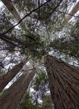 Additional image 14 of Strathblane TAS 7109